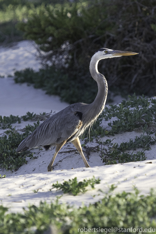 galapagos